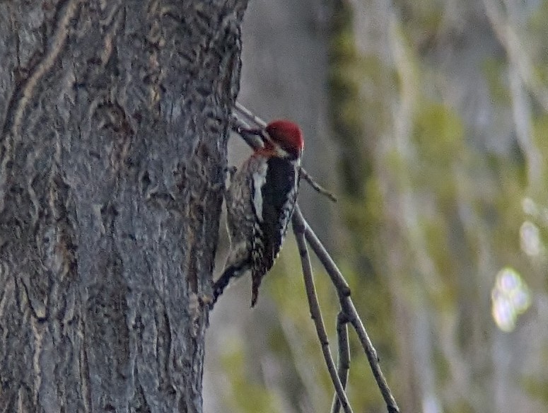 Red-naped x Red-breasted Sapsucker (hybrid) - ML617964773