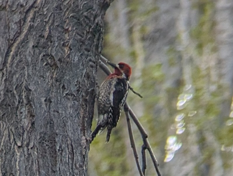 Red-naped x Red-breasted Sapsucker (hybrid) - ML617964774