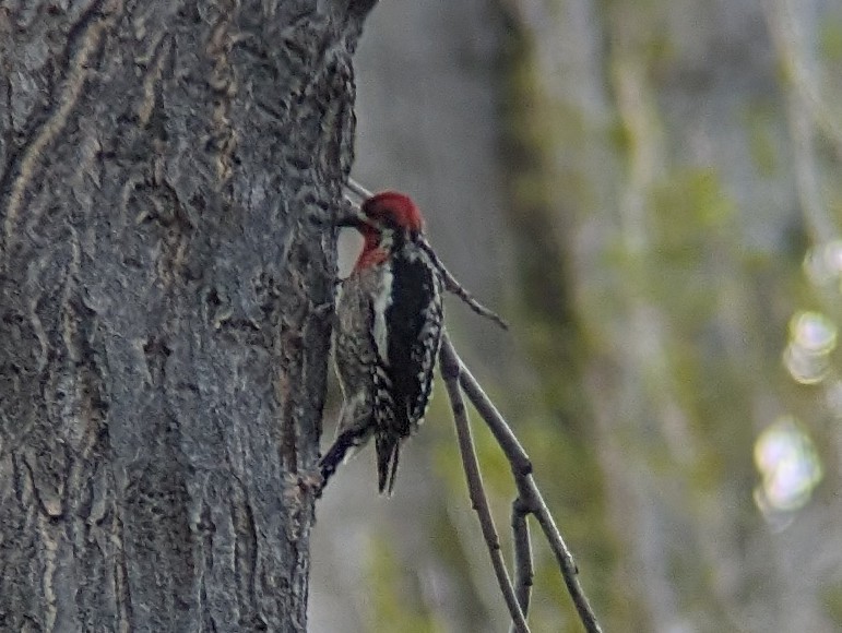 Red-naped x Red-breasted Sapsucker (hybrid) - ML617964775