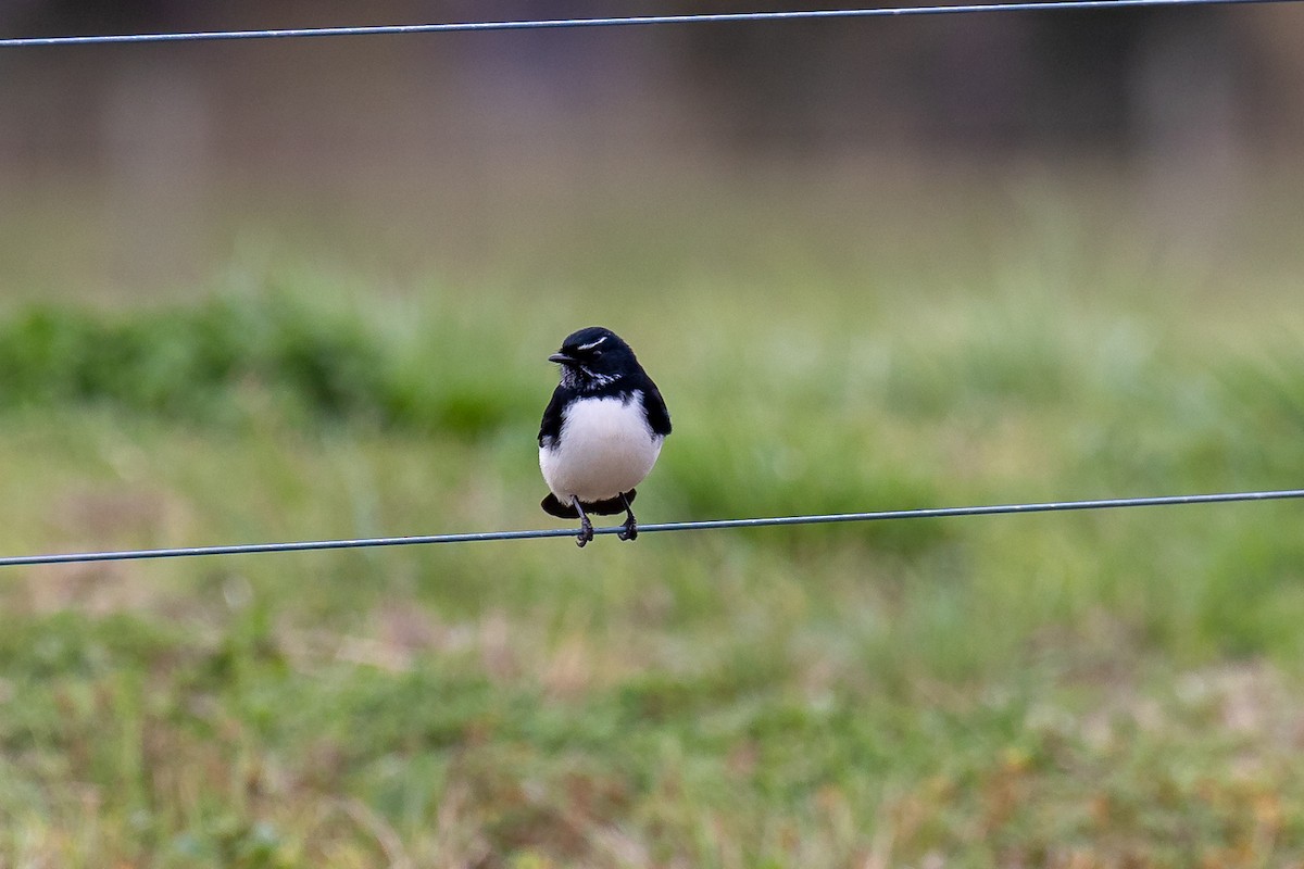 Willie-wagtail - ML617964788