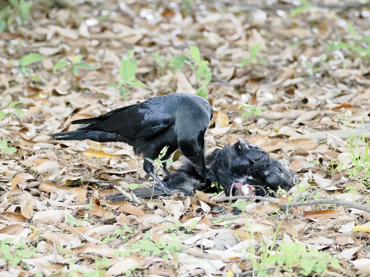 Large-billed Crow - Keishi Tsukamoto