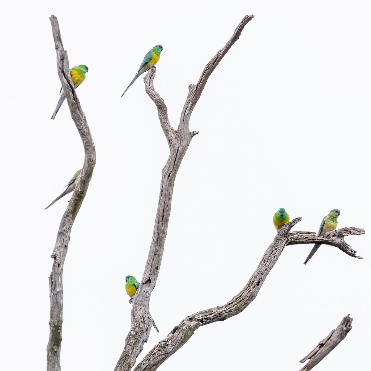 Red-rumped Parrot - ML617964794