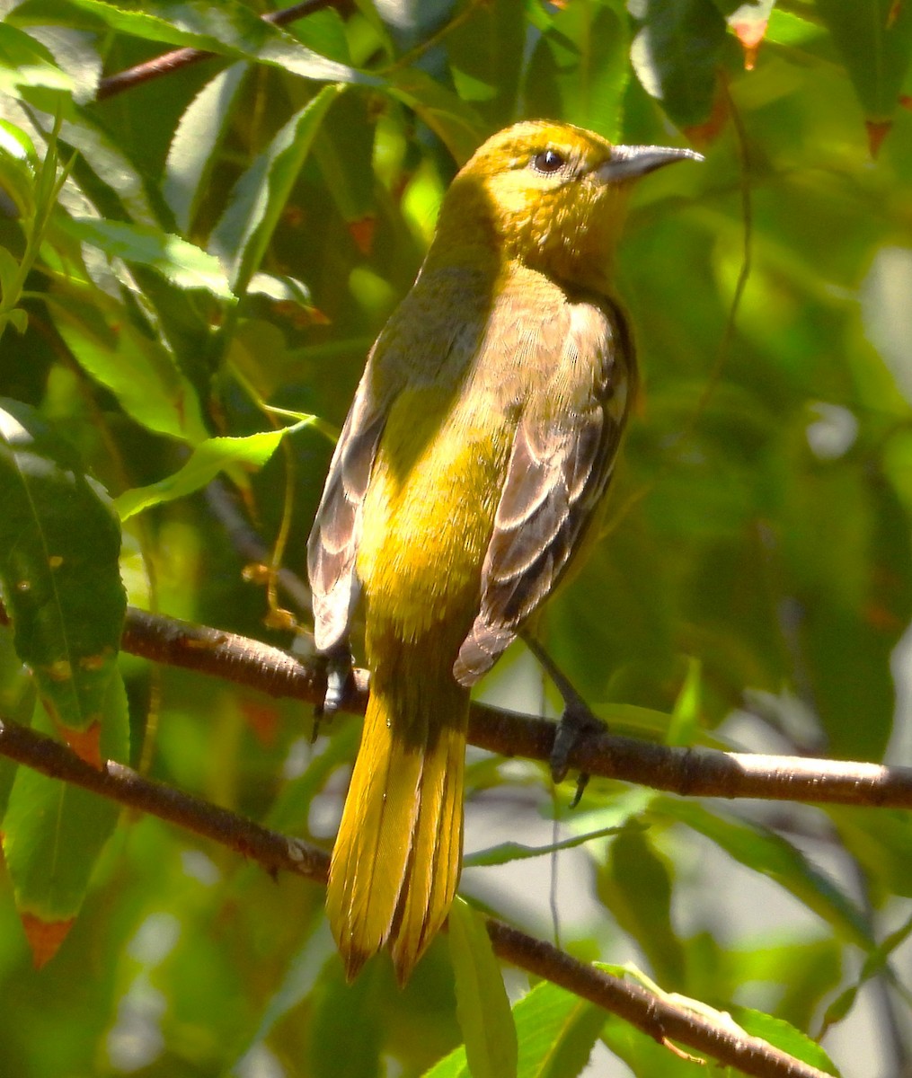 Orchard Oriole - ML617964826