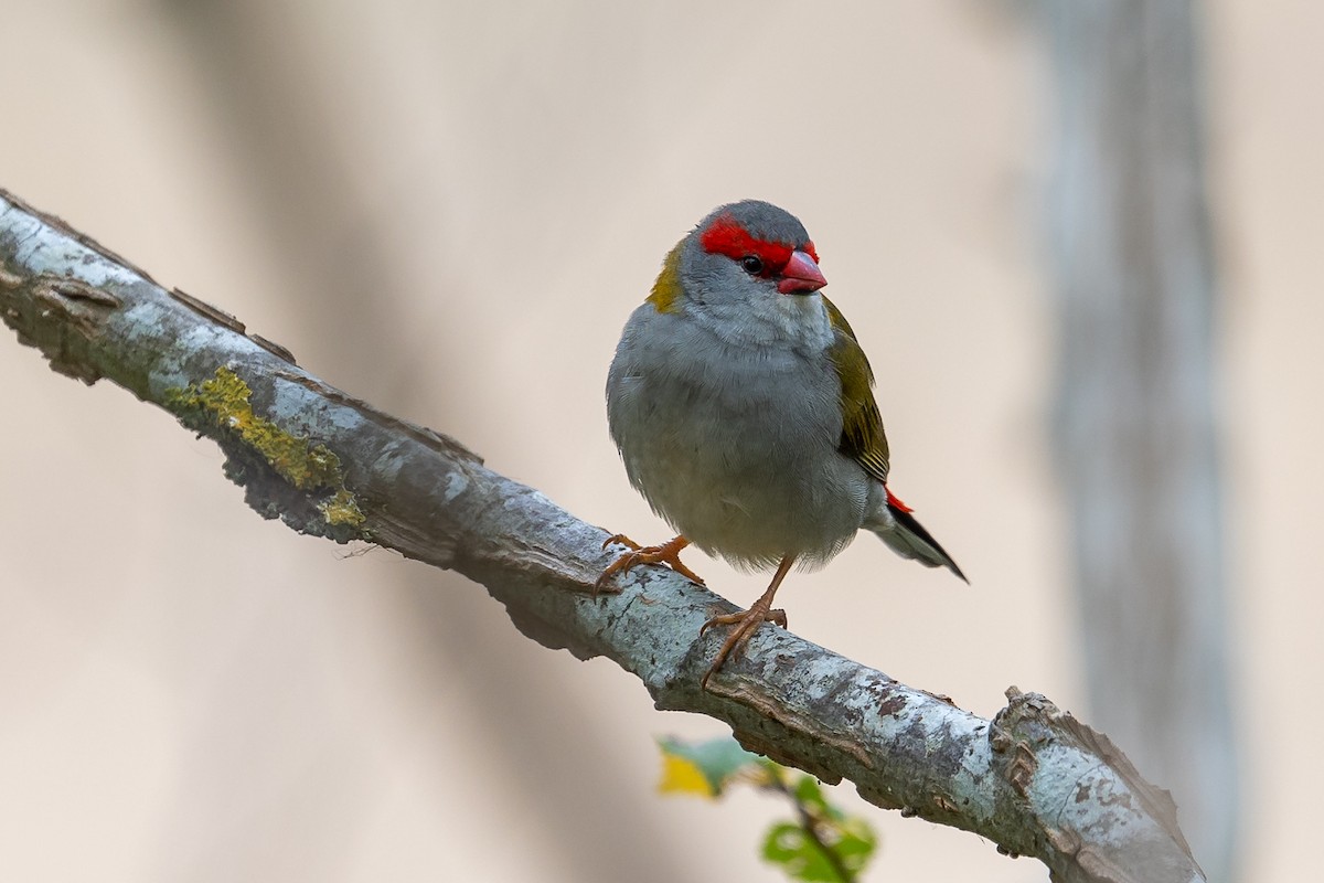 Red-browed Firetail - ML617964843
