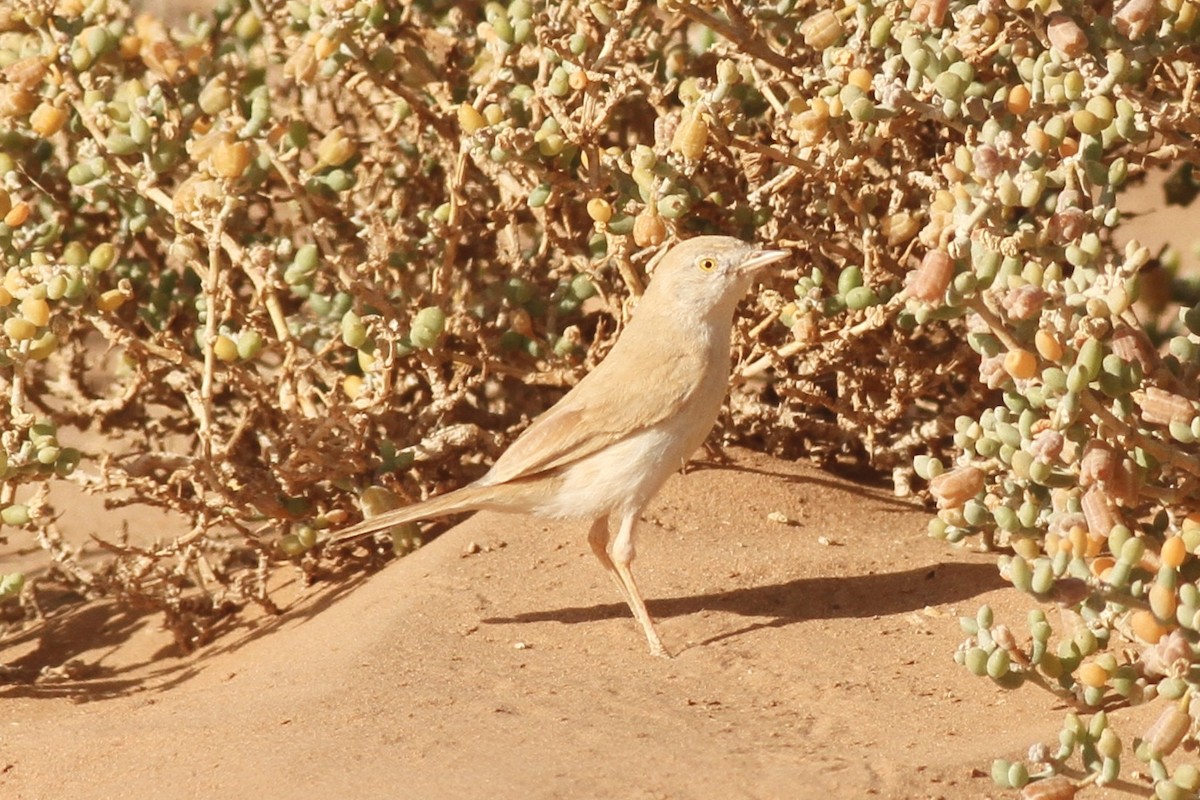 African Desert Warbler - ML617964860