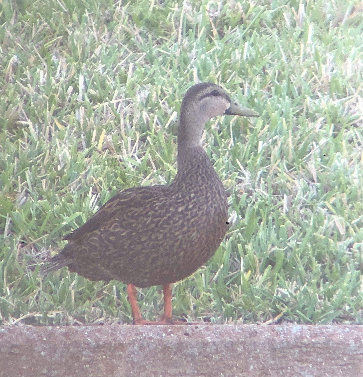 Mottled Duck (Florida) - ML617964871