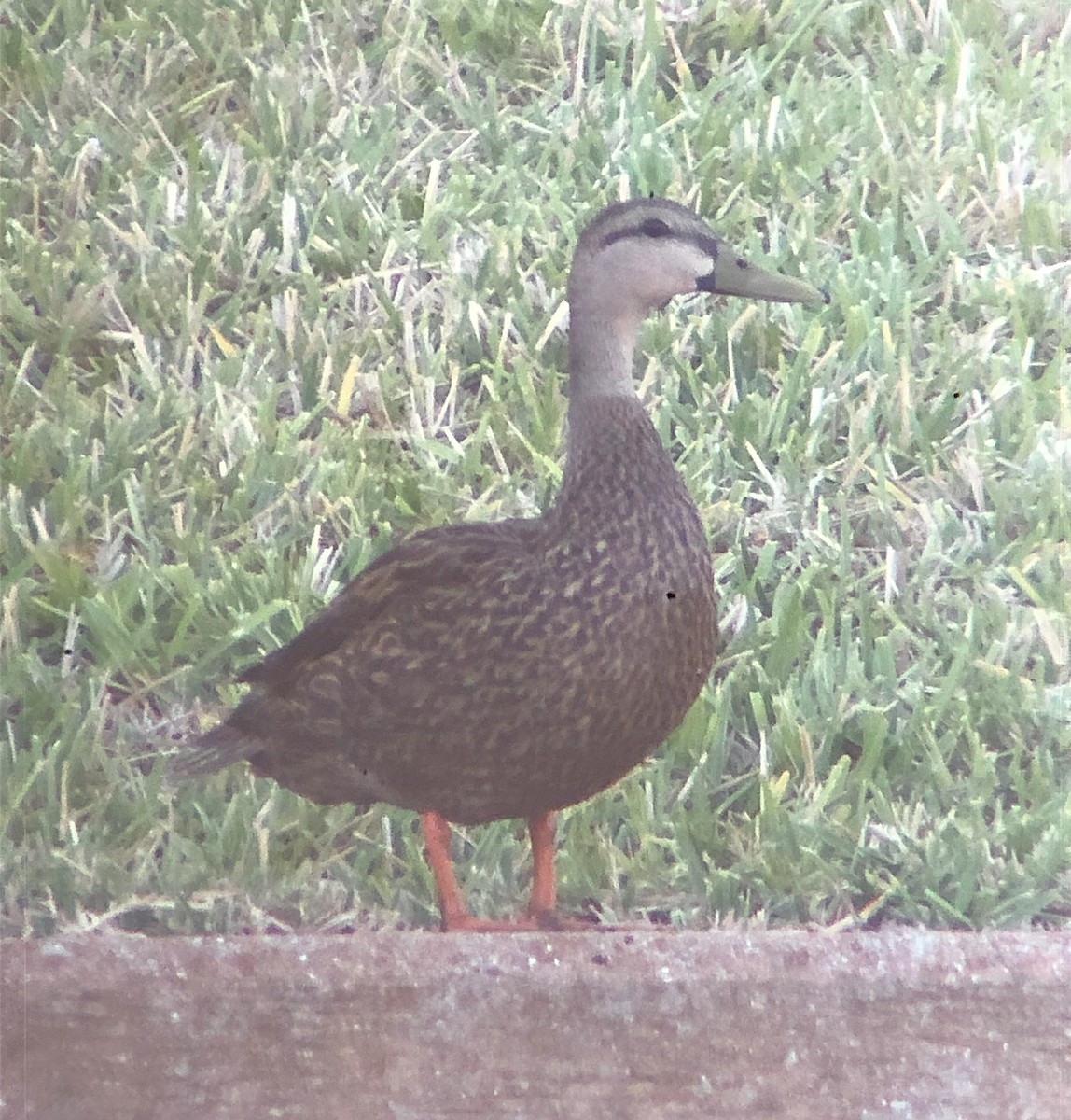Mottled Duck (Florida) - ML617964872