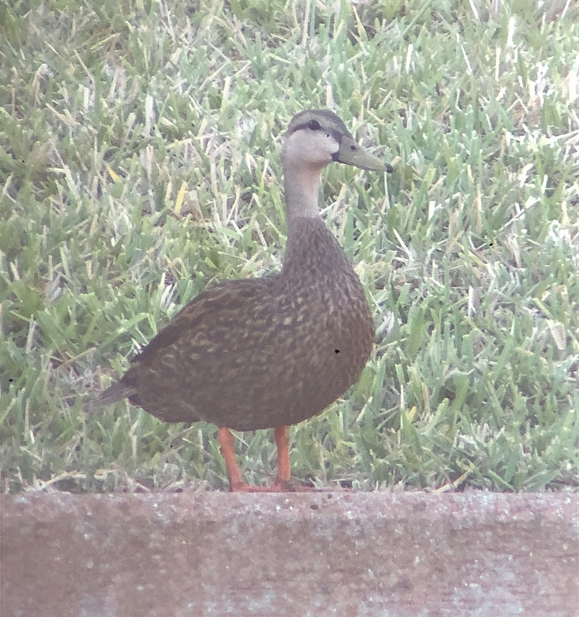 Mottled Duck (Florida) - ML617964873