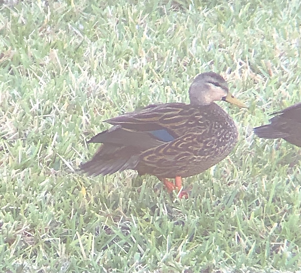 Mottled Duck (Florida) - ML617964880