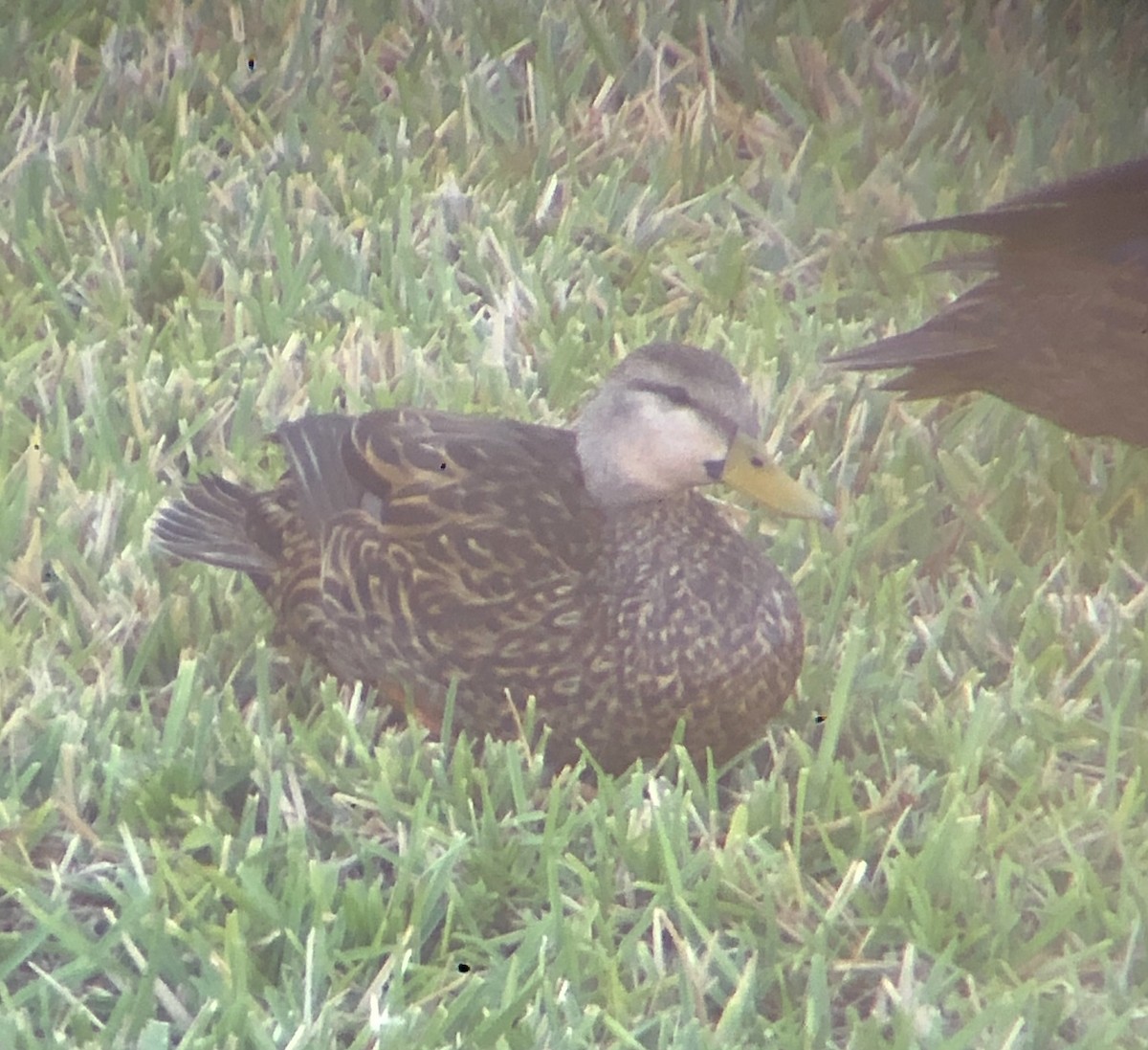 Mottled Duck (Florida) - ML617964894