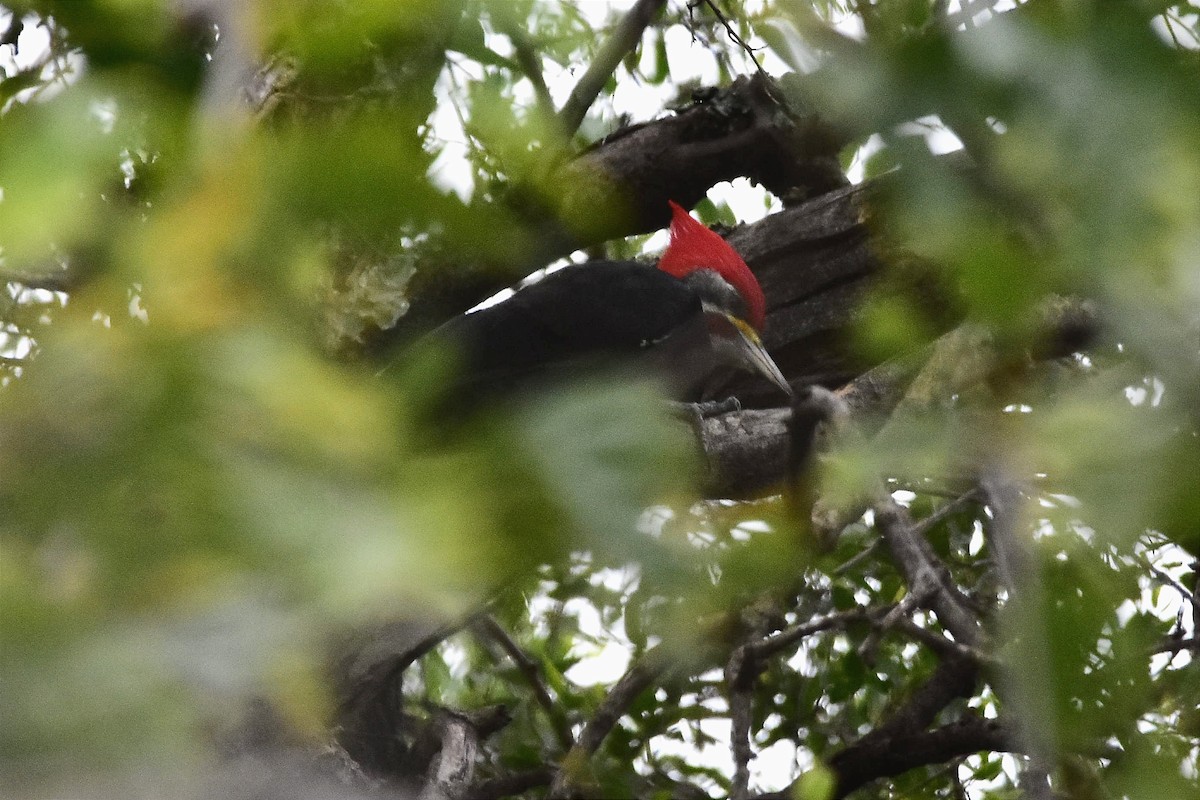 Black-bodied Woodpecker - ML617964919