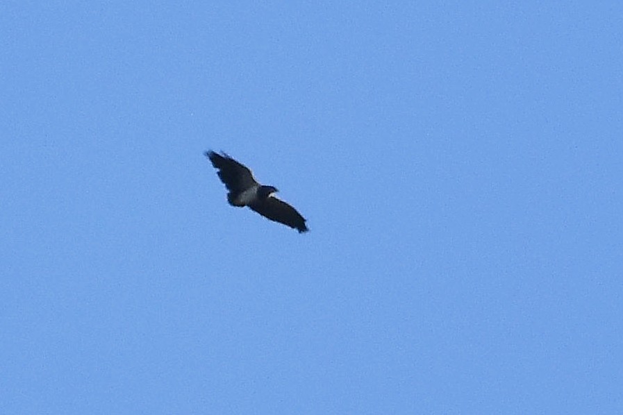Black-chested Buzzard-Eagle - ML617964966
