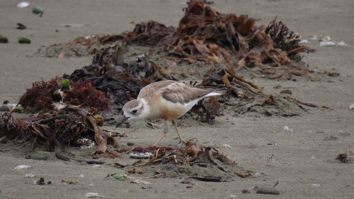 Red-breasted Dotterel - ML617964980