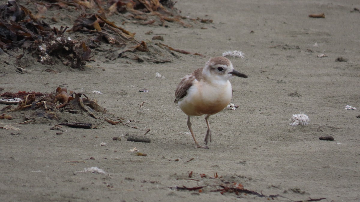 Red-breasted Dotterel - ML617964981