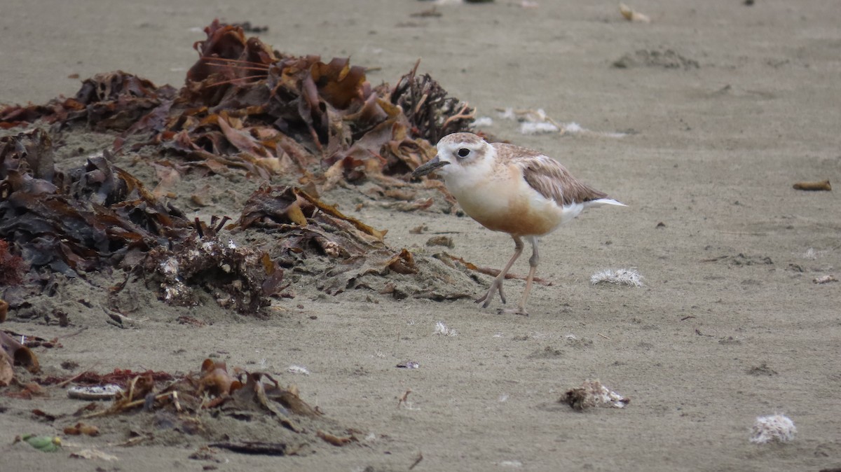 Red-breasted Dotterel - ML617964984
