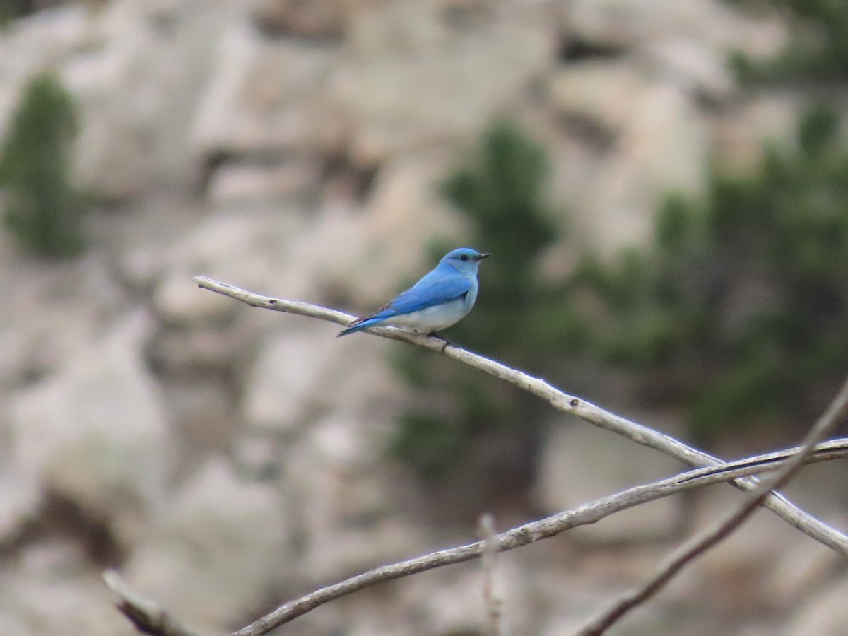 Mountain Bluebird - ML617964995