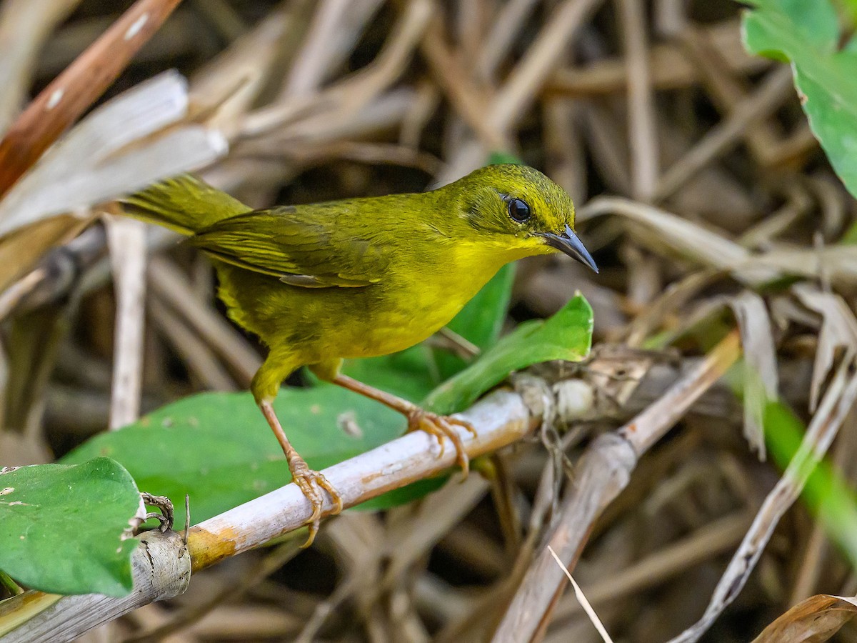 Olive-crowned Yellowthroat - ML617965019