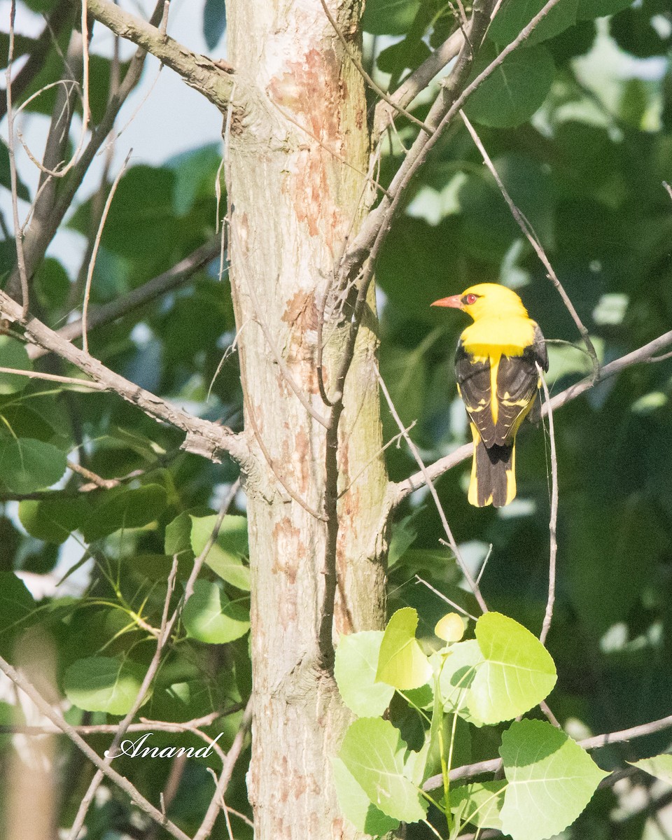 Indian Golden Oriole - ML617965072