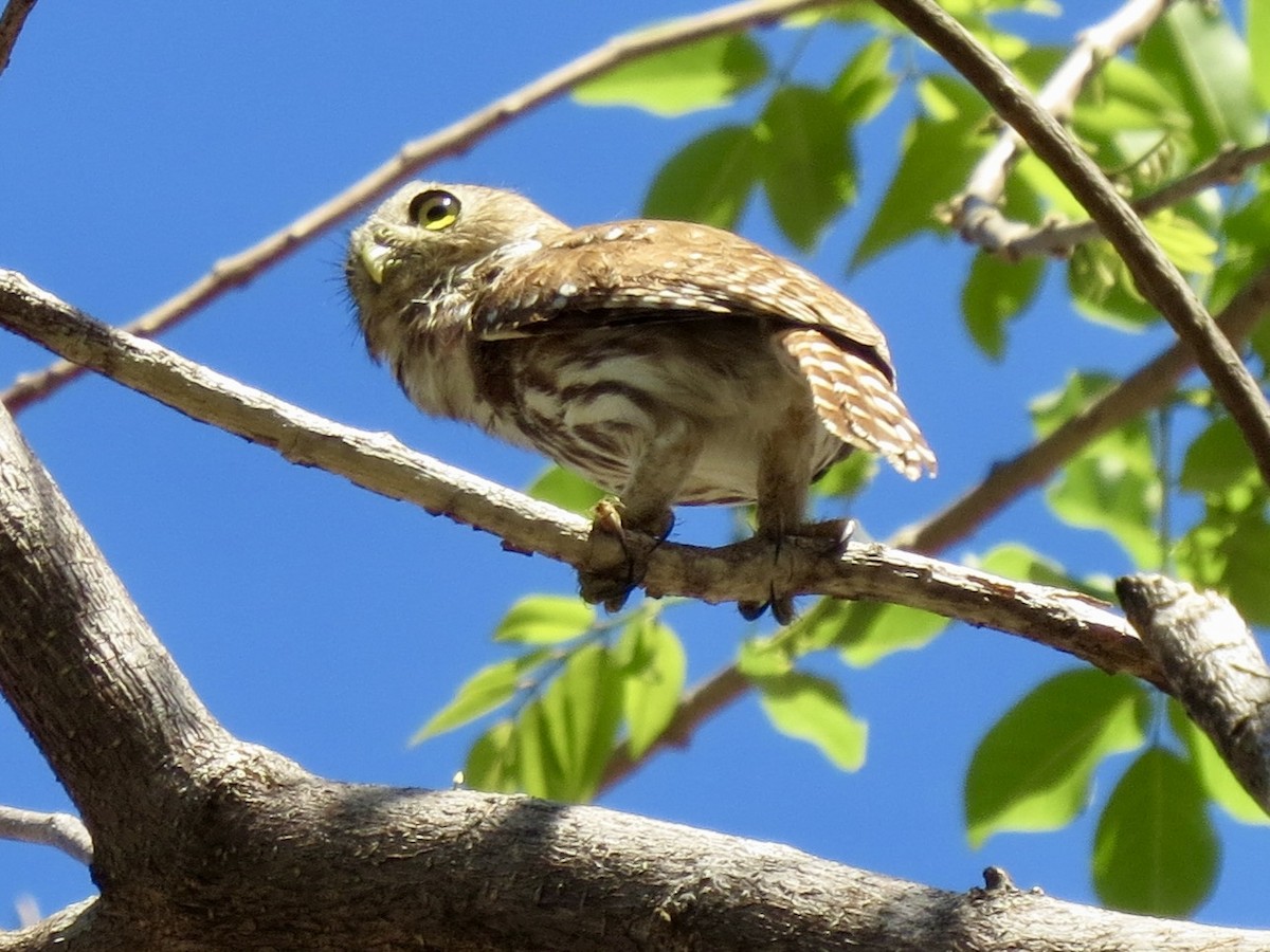 Ferruginous Pygmy-Owl - ML617965080