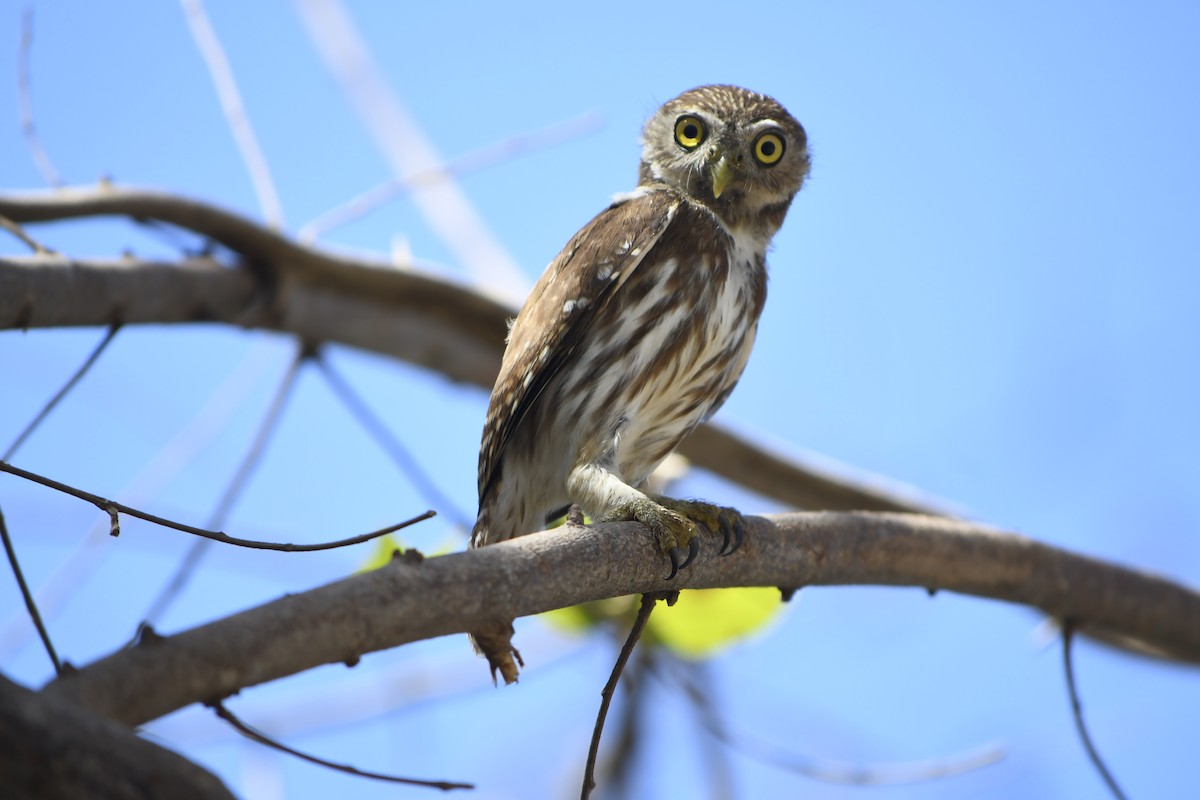 Ferruginous Pygmy-Owl - Gary Langell