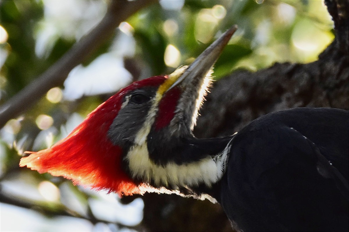 Black-bodied Woodpecker - ML617965124
