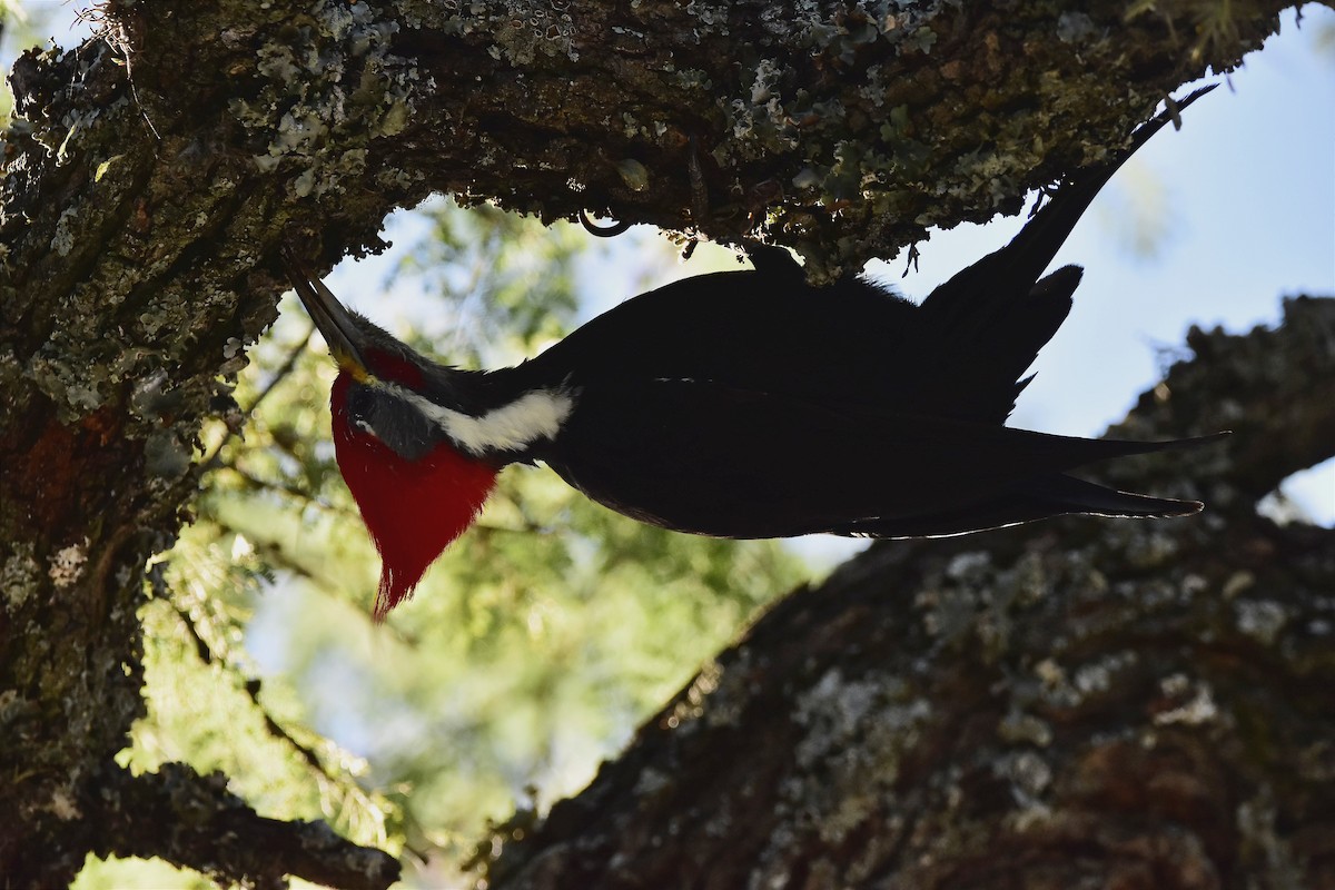 Black-bodied Woodpecker - ML617965125