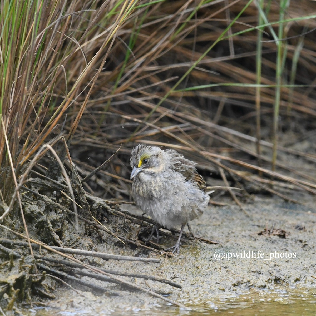 Seaside Sparrow (Gulf of Mexico) - ML617965141