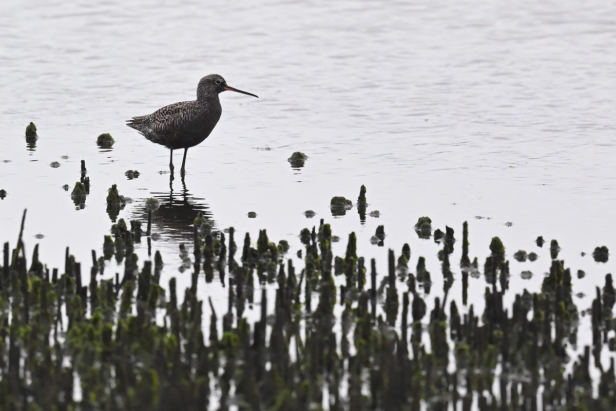 Spotted Redshank - ML617965158