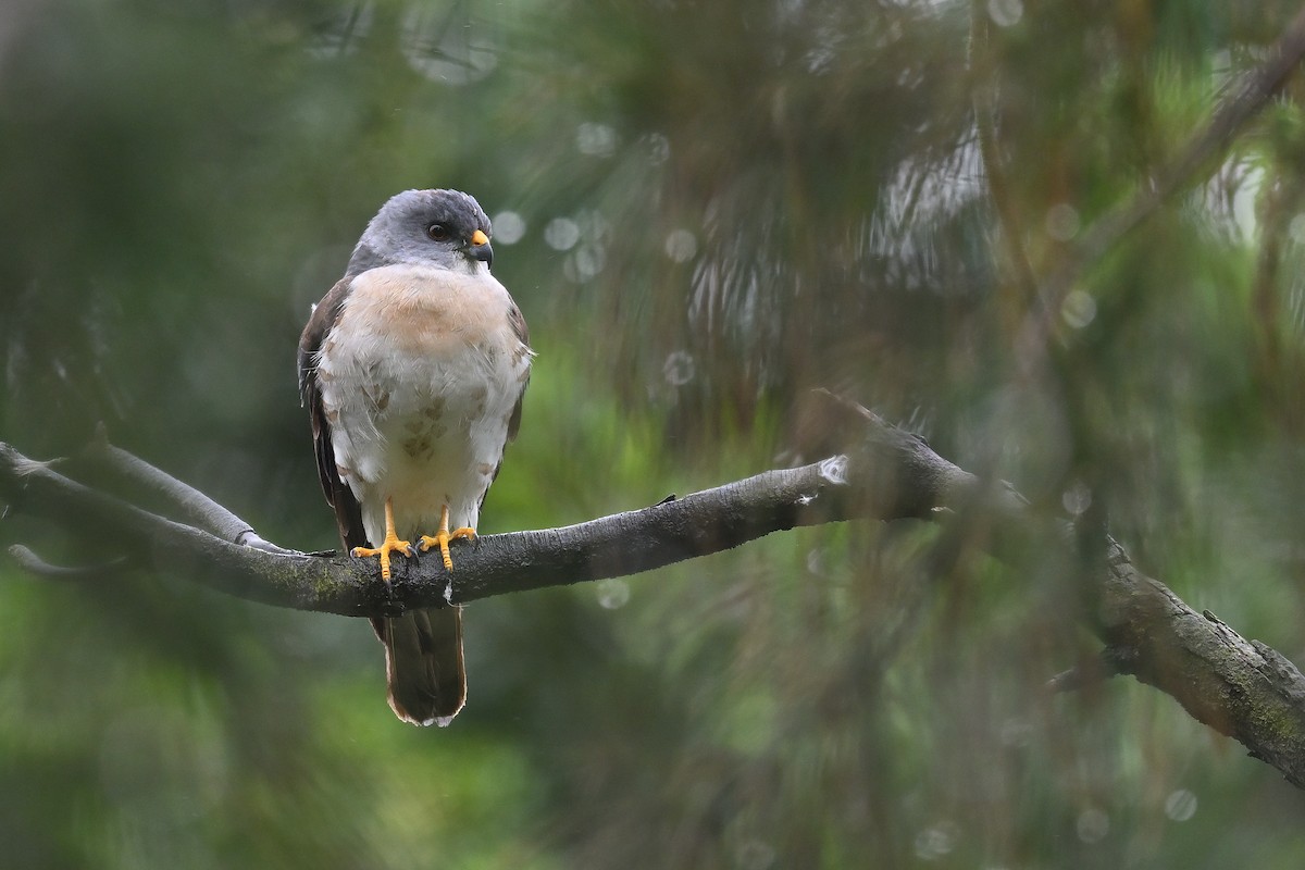 Chinese Sparrowhawk - ML617965165