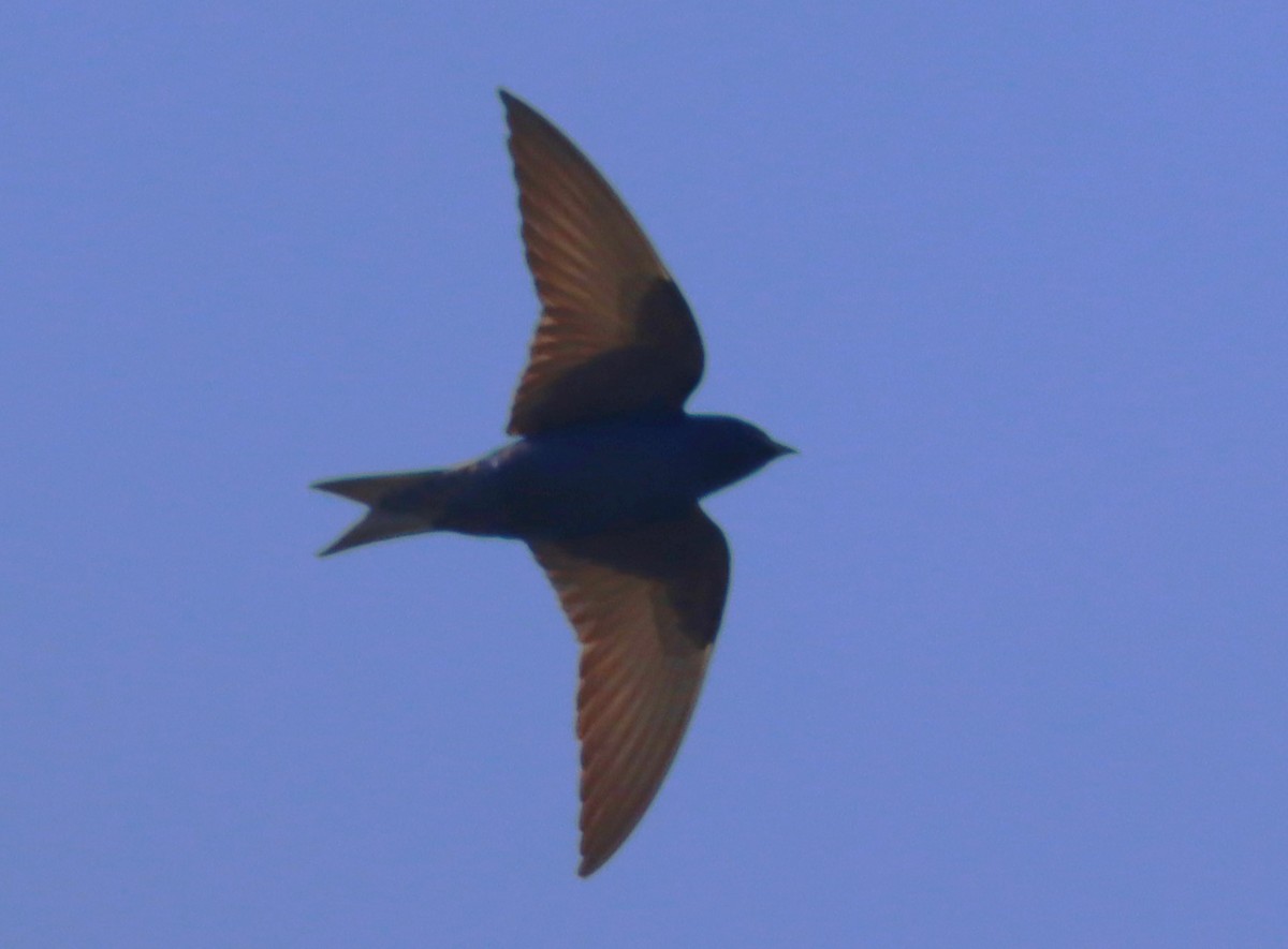 Northern Rough-winged Swallow - Aldo Bertucci