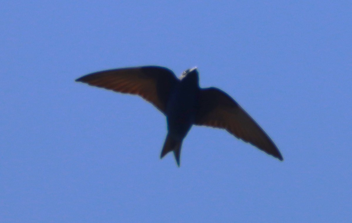 Northern Rough-winged Swallow - Aldo Bertucci