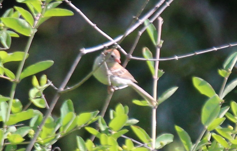 Field Sparrow - ML617965183