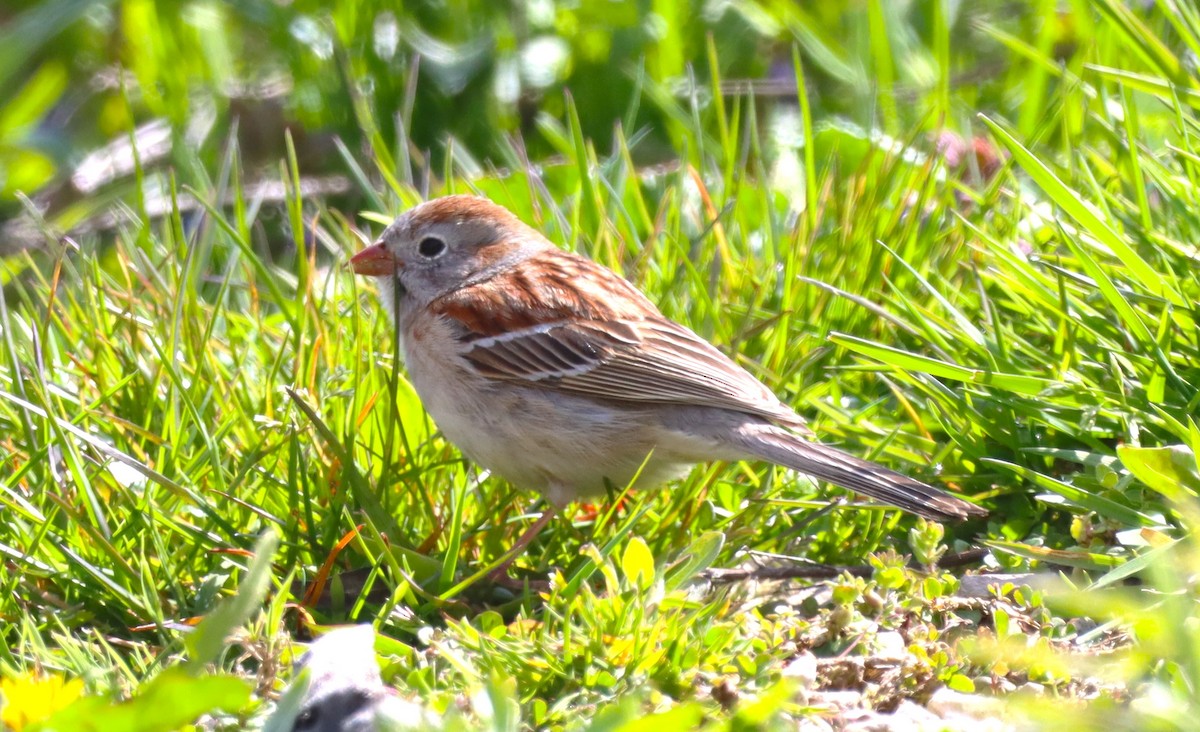 Field Sparrow - ML617965184