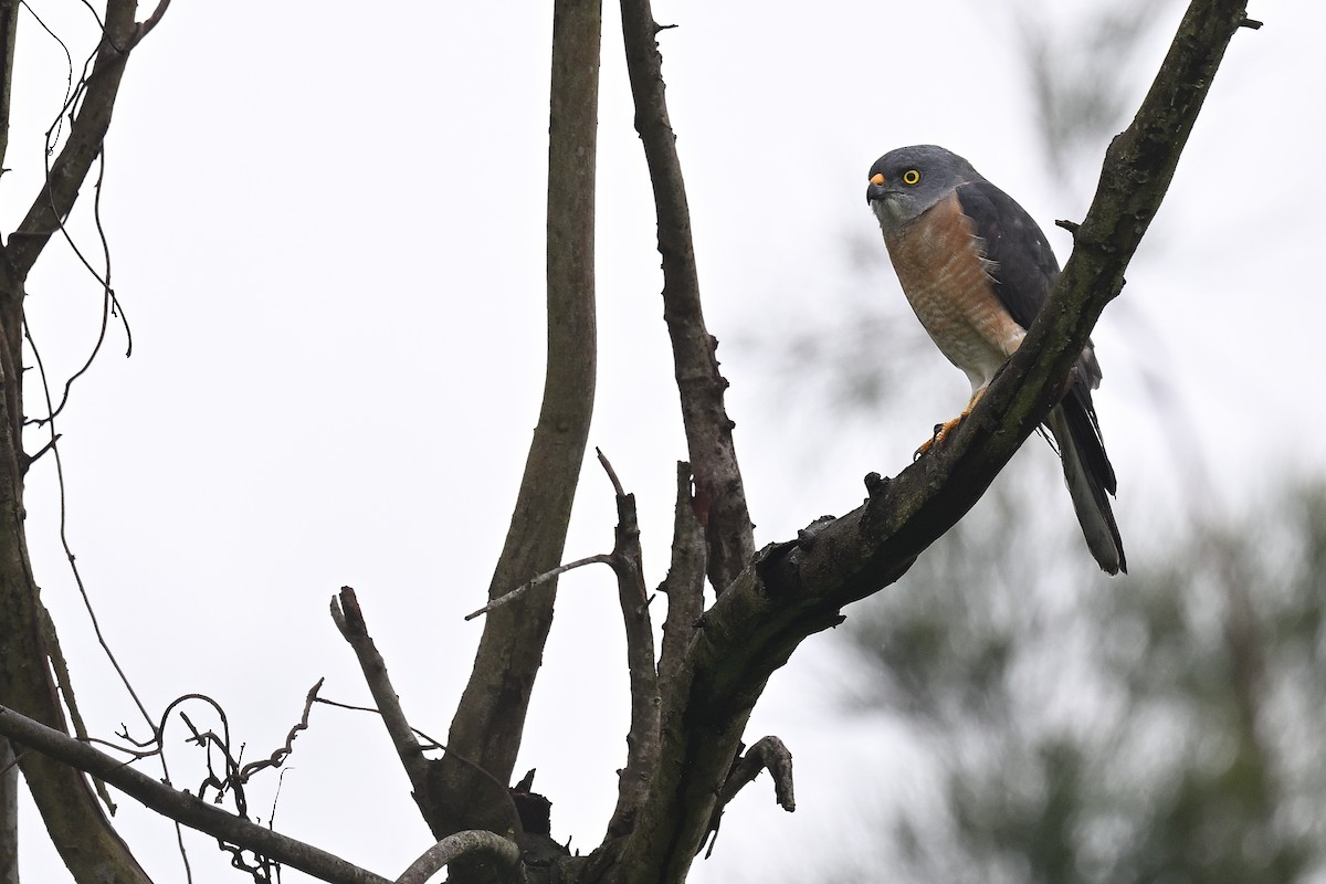 Chinese Sparrowhawk - ML617965218