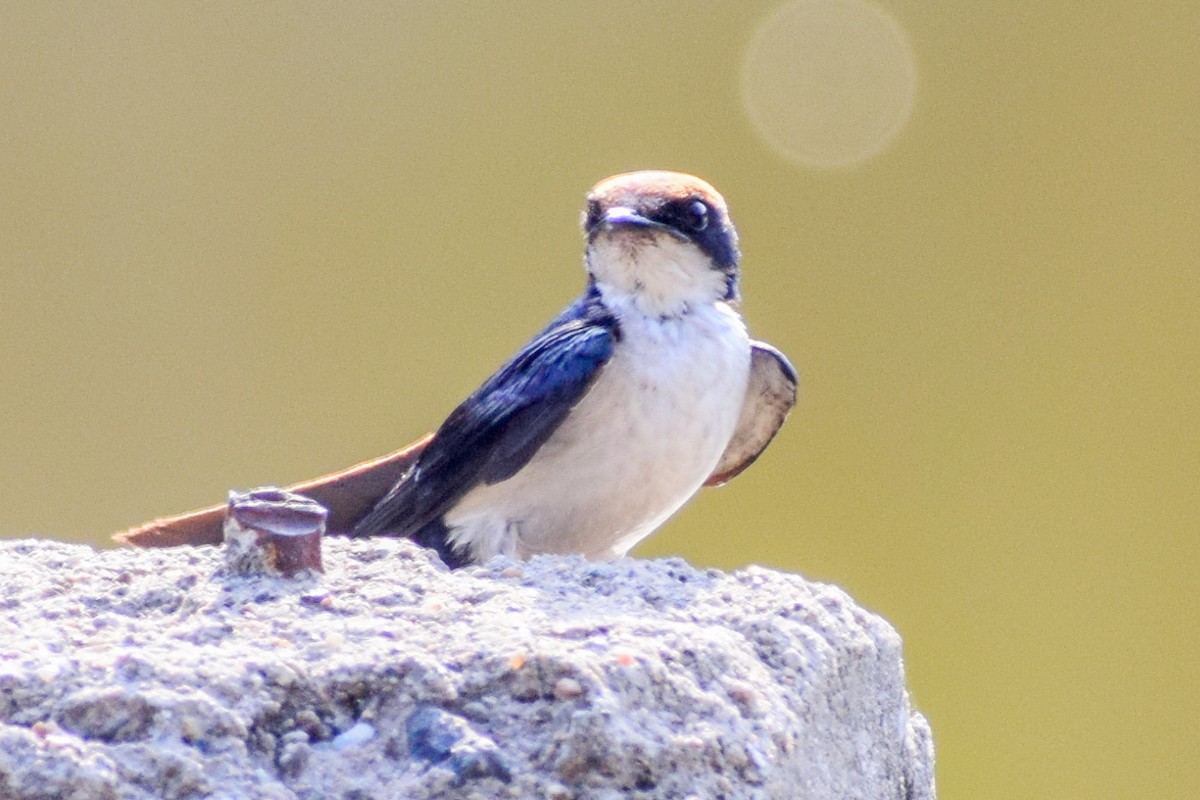 Wire-tailed Swallow - Dr Sudhir  Jain