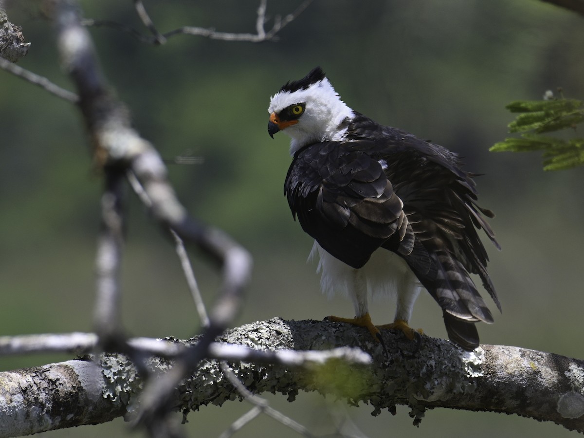 Black-and-white Hawk-Eagle - Carlos Echeverría