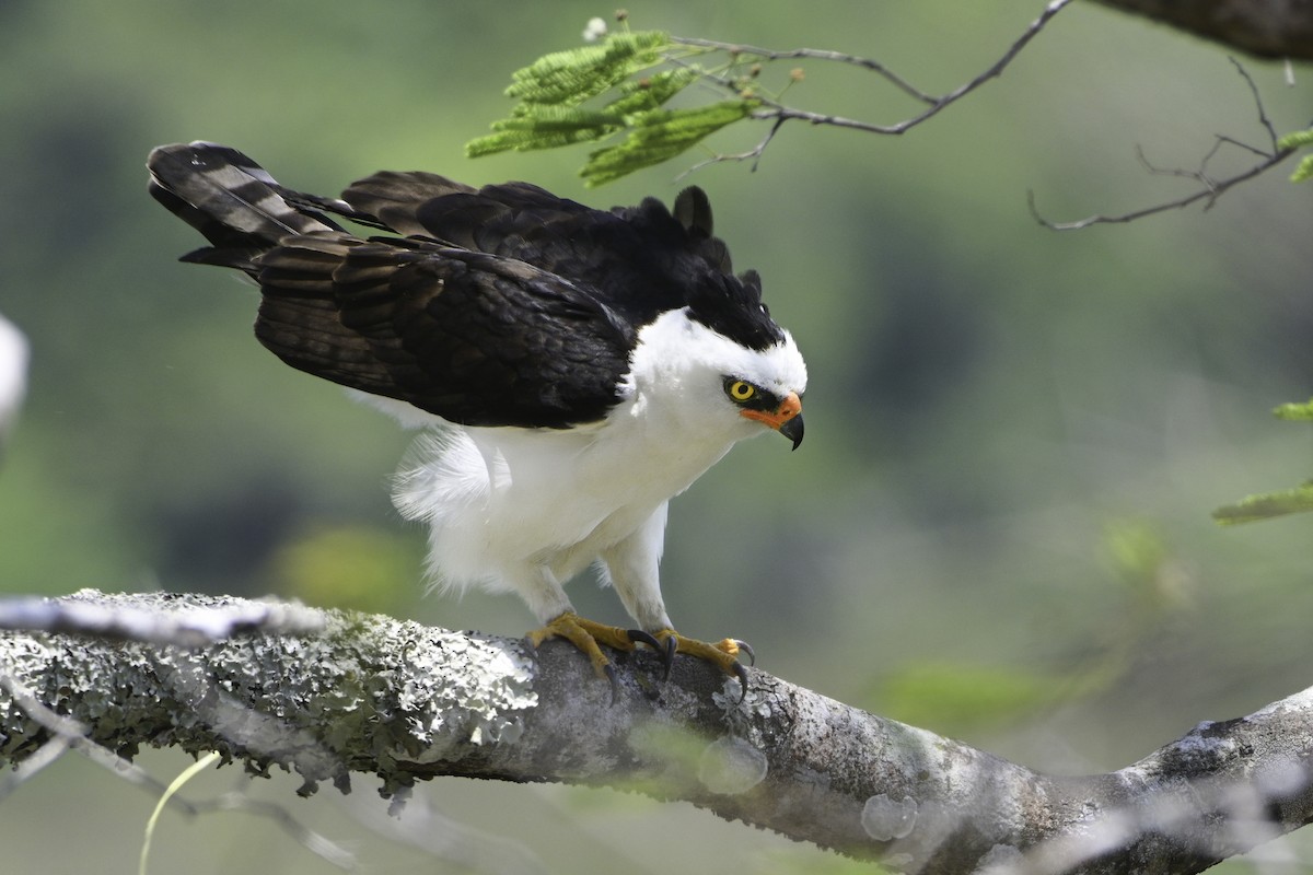 Black-and-white Hawk-Eagle - Carlos Echeverría