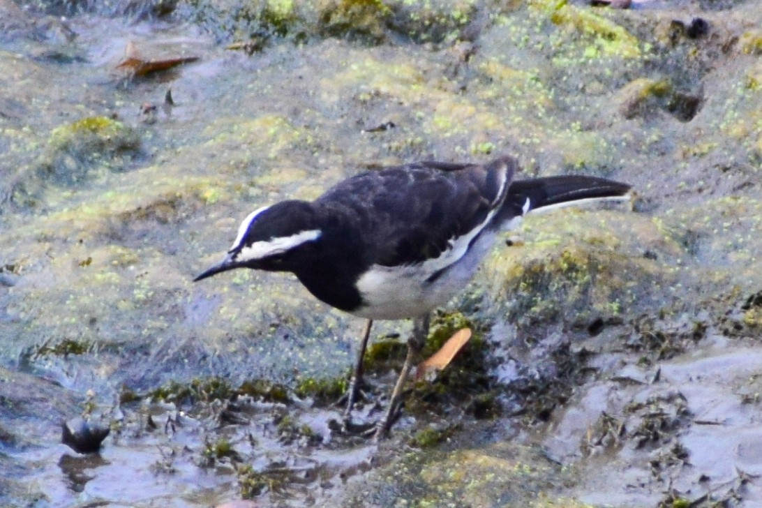 White-browed Wagtail - ML617965293