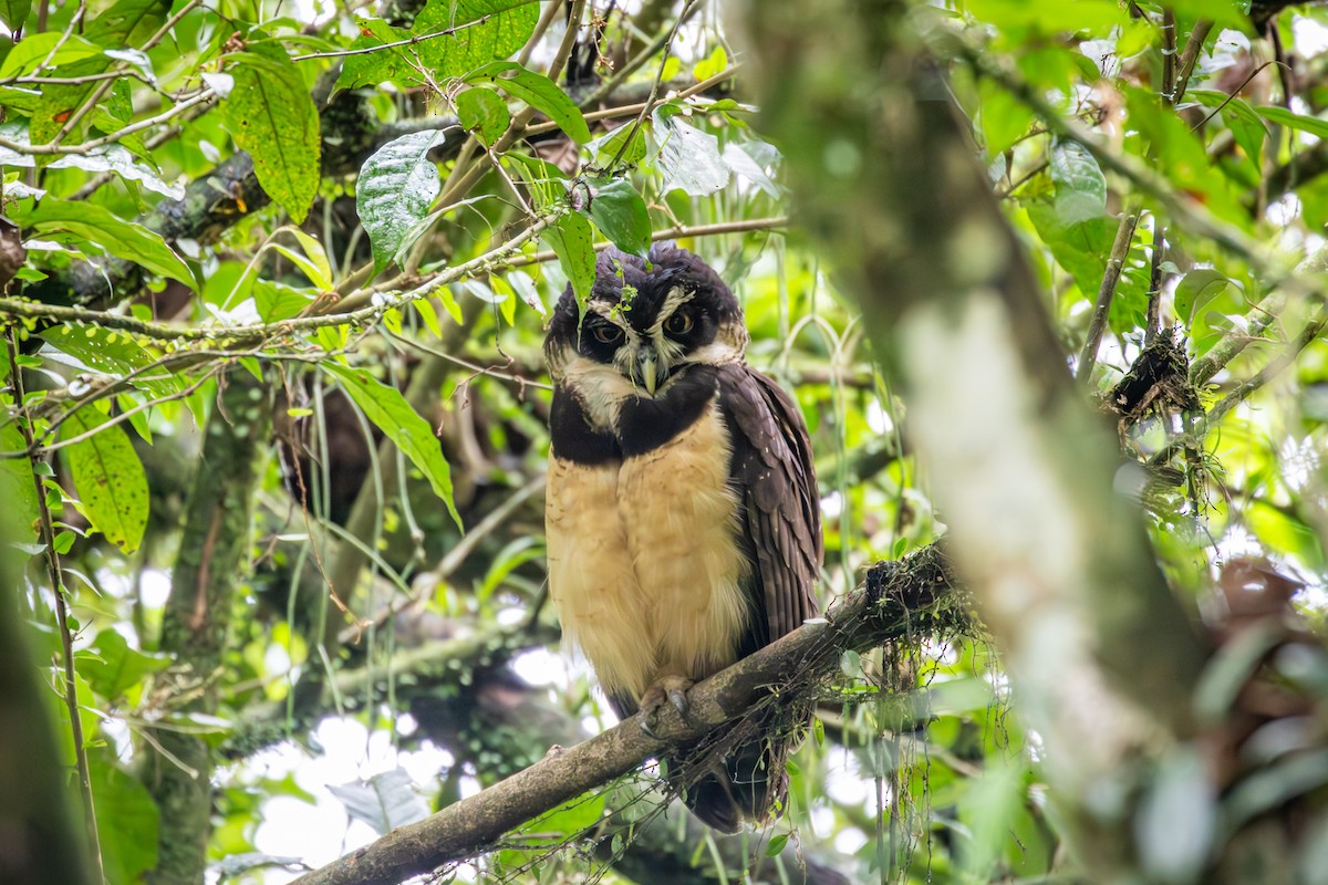 Spectacled Owl - Michael Warner