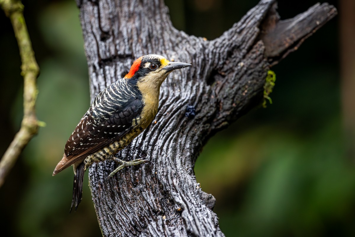 Black-cheeked Woodpecker - ML617965326