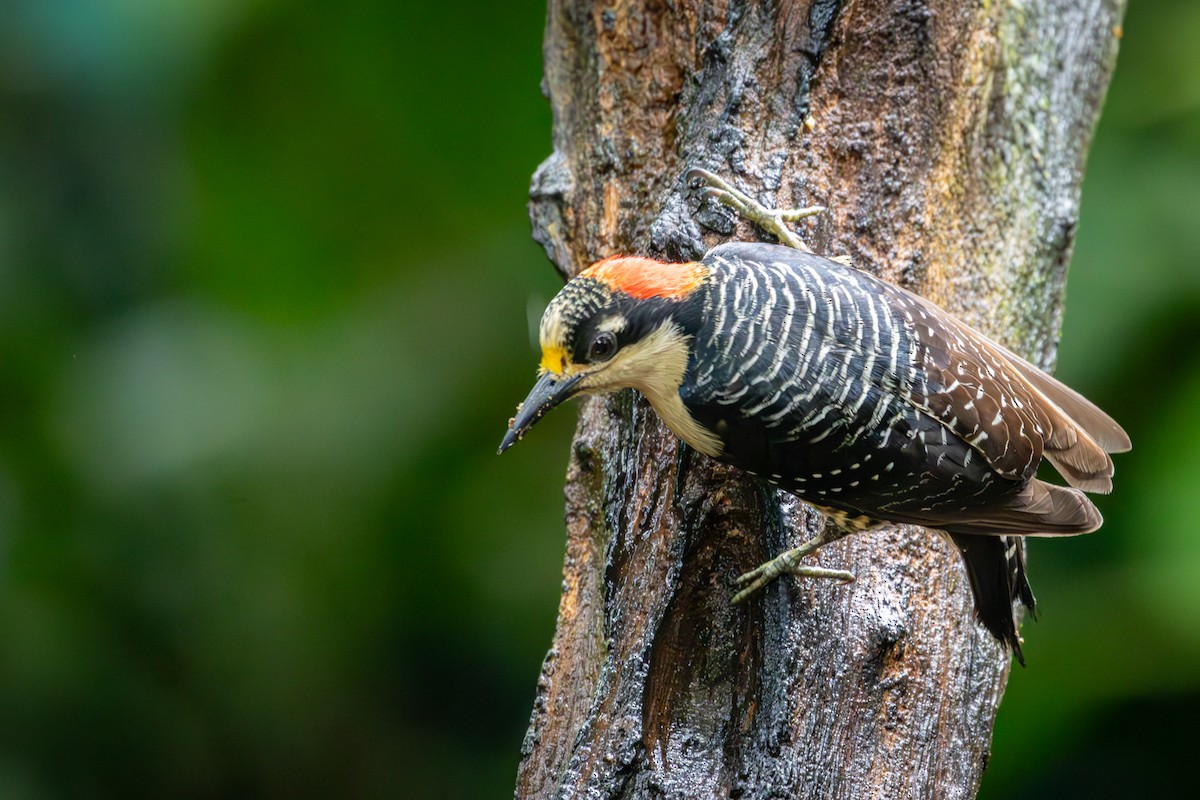 Black-cheeked Woodpecker - ML617965327