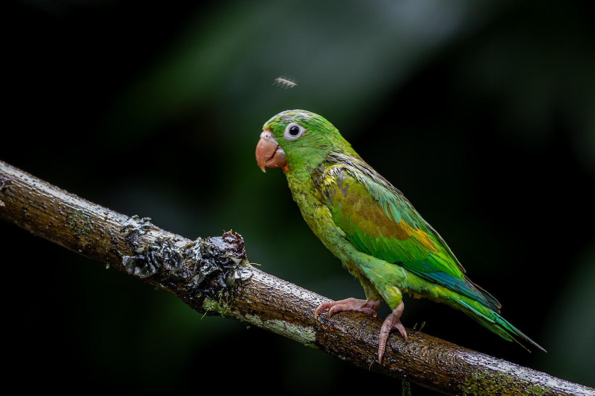 Orange-chinned Parakeet - Michael Warner