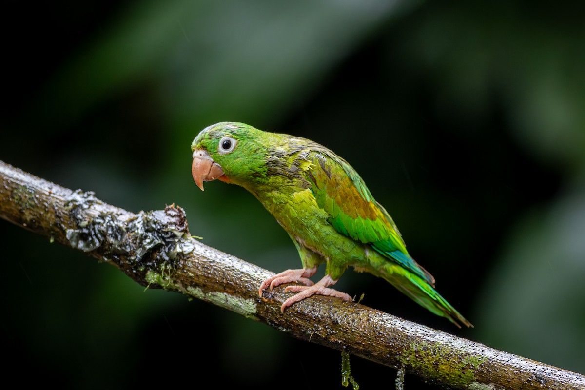 Orange-chinned Parakeet - Michael Warner