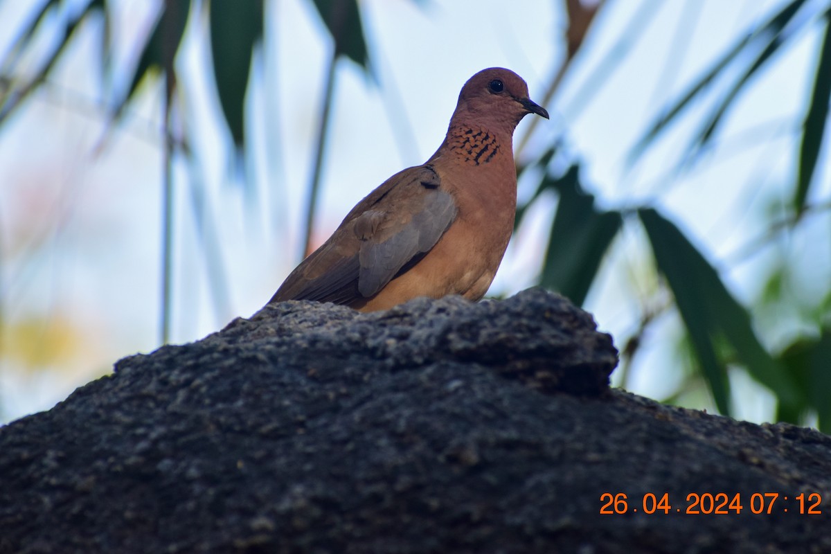 Laughing Dove - ML617965338