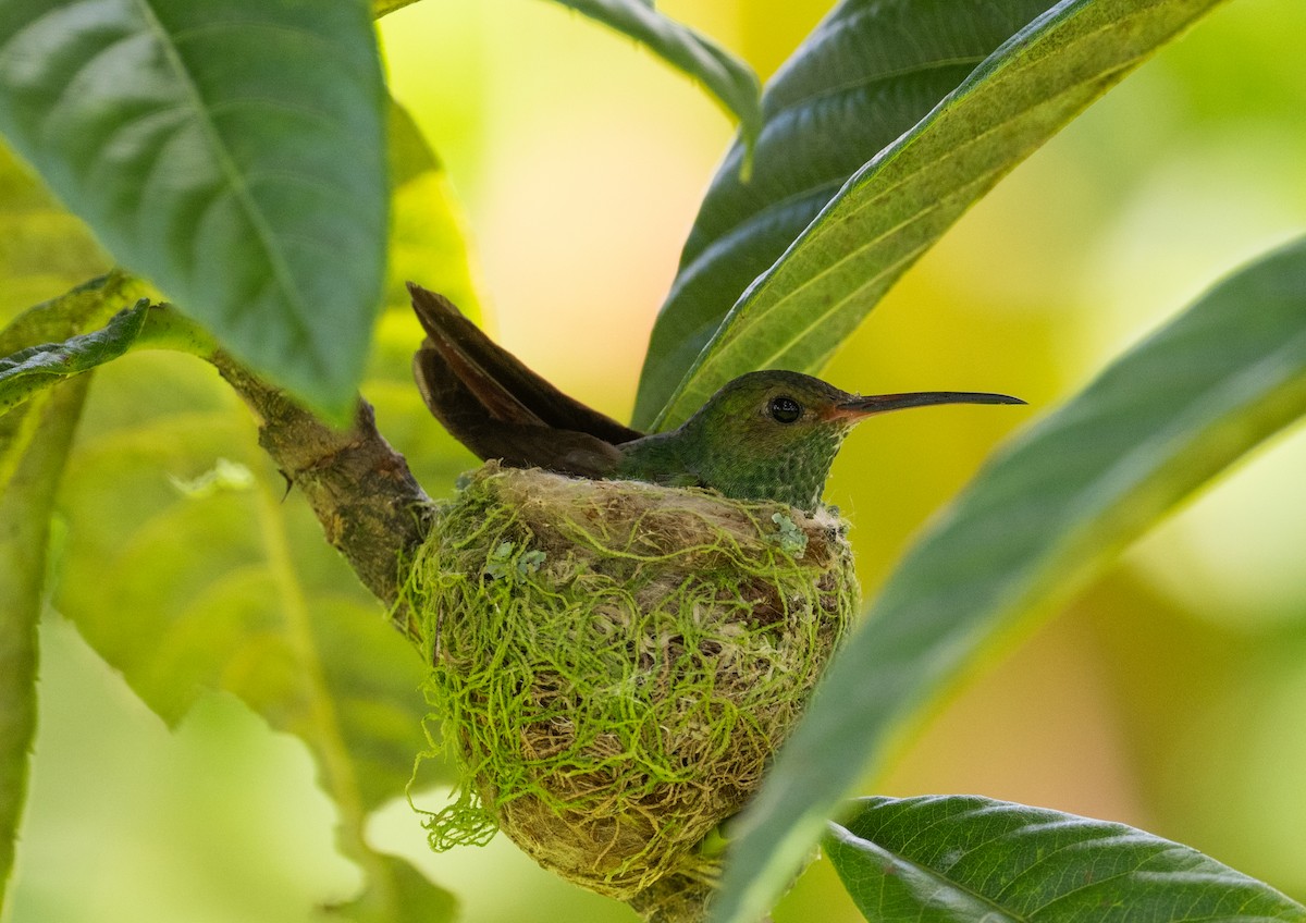Rufous-tailed Hummingbird - ML617965344