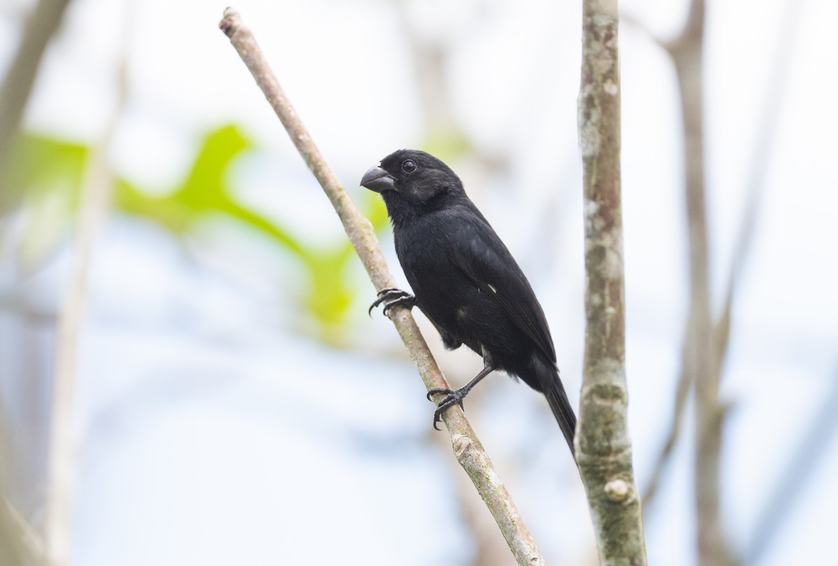 Variable Seedeater - ML617965351