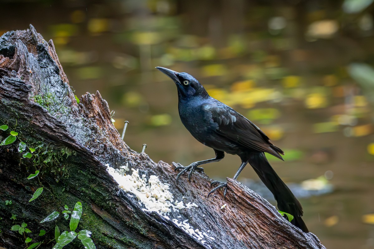 Great-tailed Grackle - ML617965356