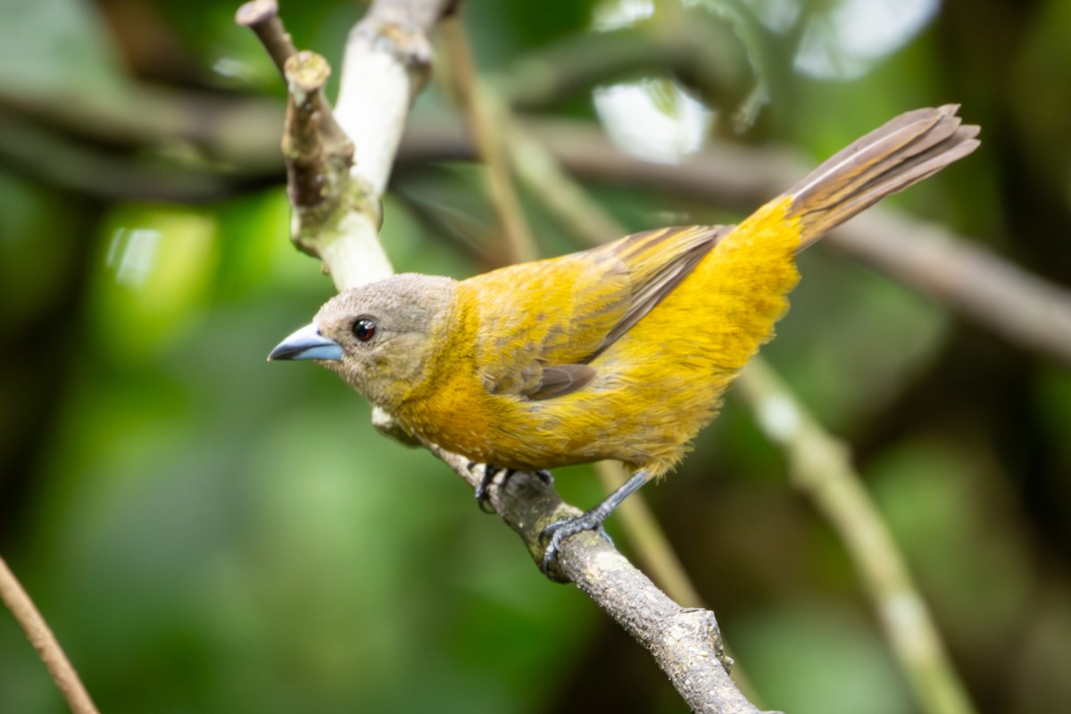 Scarlet-rumped Tanager - ML617965361