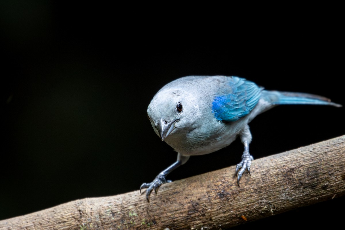 Blue-gray Tanager - ML617965365