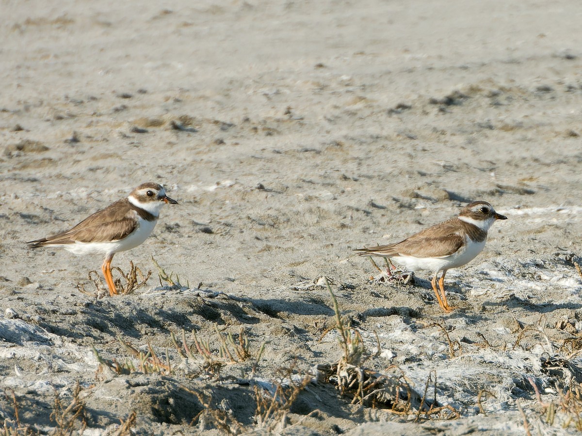 Semipalmated Plover - ML617965425